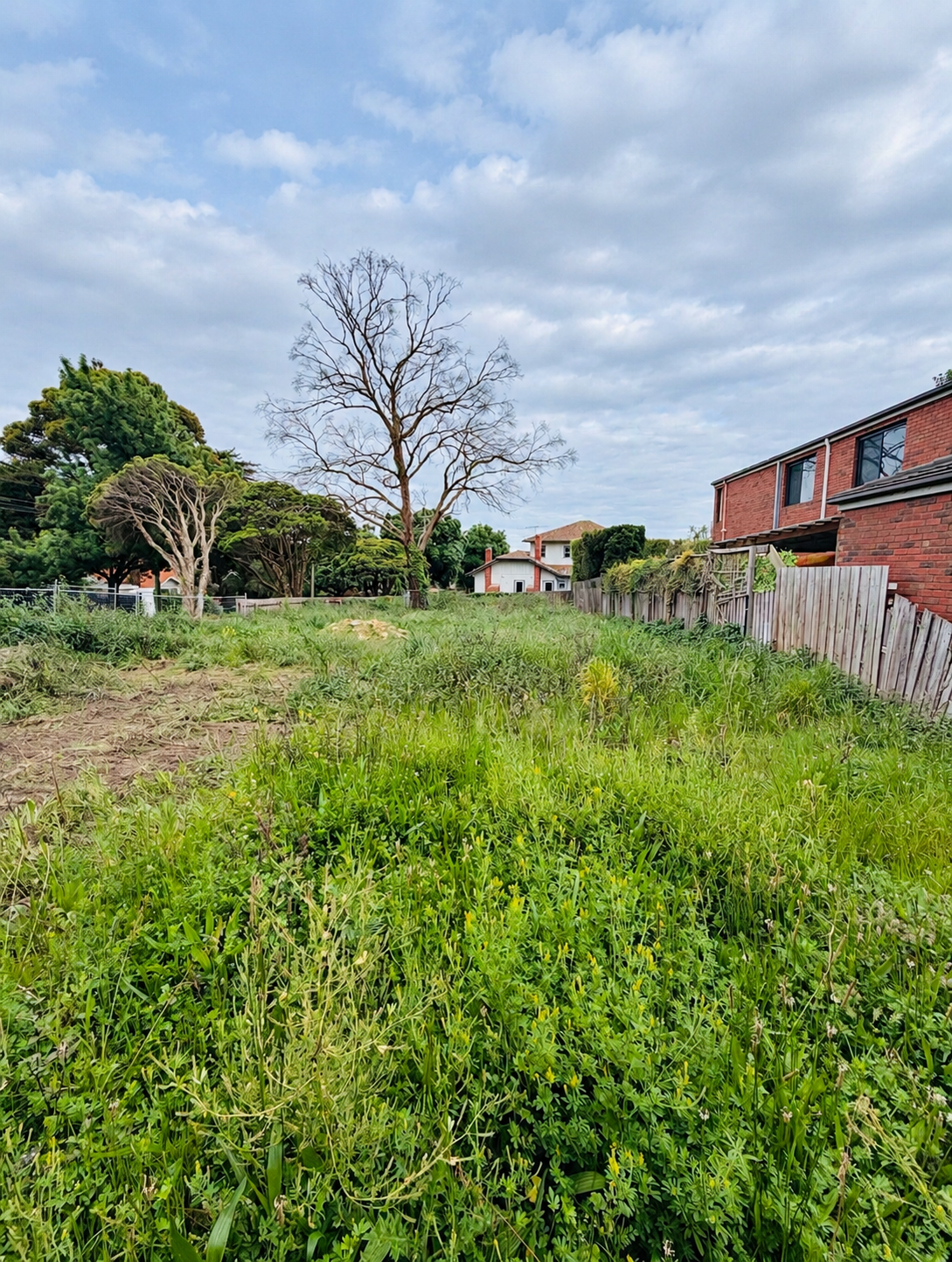 Mont Albert site before clearing, with overgrown grass and vegetation